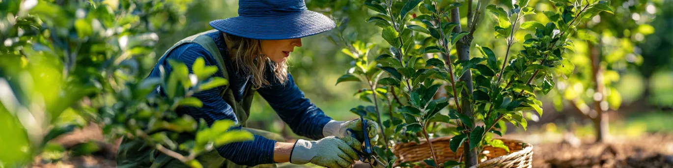 Récolte abondante : outils et méthodes pour tailler vos arbres fruitiers